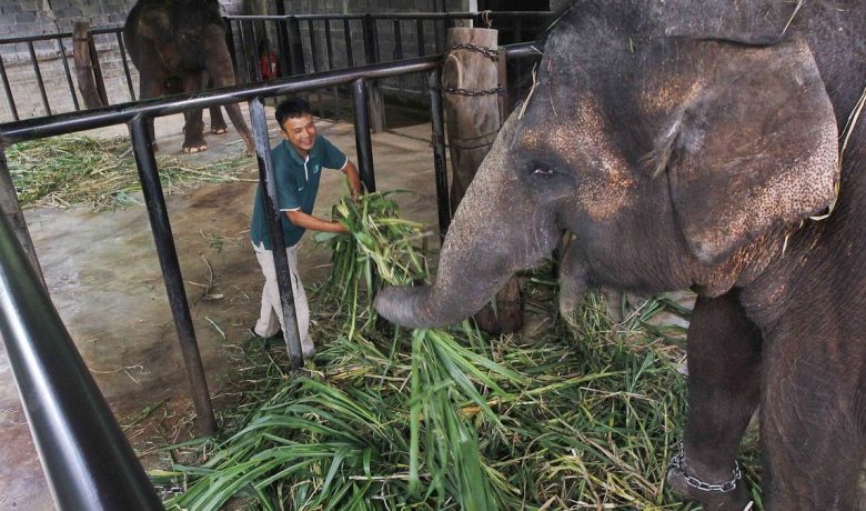 Visit Agenda: Petani di Way Kanan Lampung Meninggal Diamuk Gajah saat Singgah di Kebun Widodo