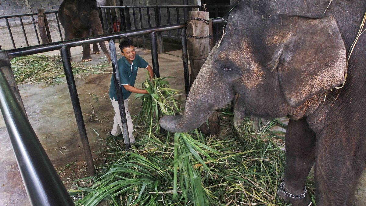 Visit Agenda: Petani di Way Kanan Lampung Meninggal Diamuk Gajah saat Singgah di Kebun Widodo
