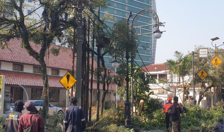 Detik-detik Pohon Besar Tumbang di Jalan Aceh Bandung – Tiang Listrik Roboh