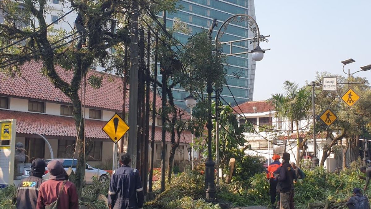 Detik-detik Pohon Besar Tumbang di Jalan Aceh Bandung – Tiang Listrik Roboh